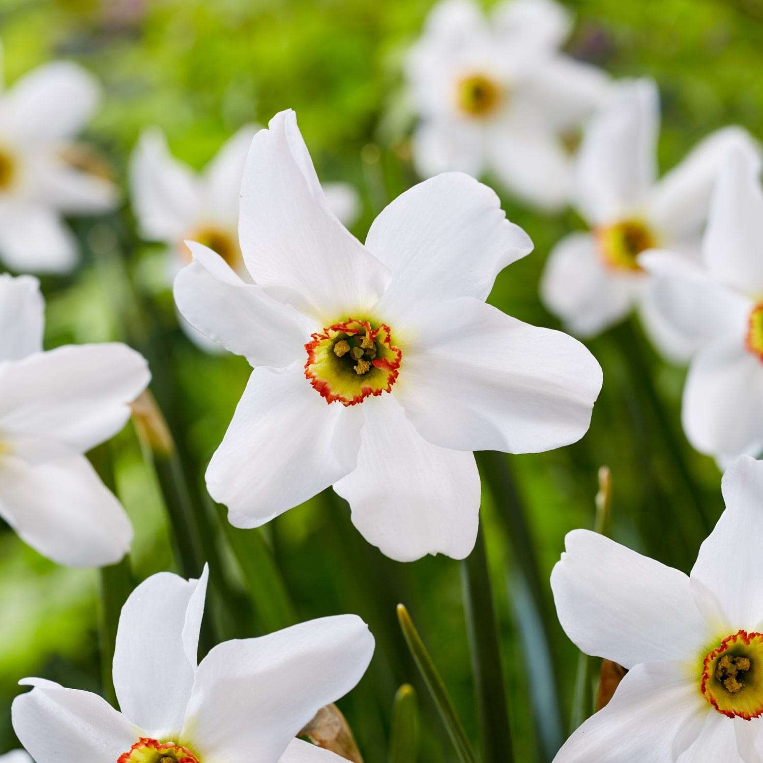 Narcissus 'Poeticus var. Recurvus'